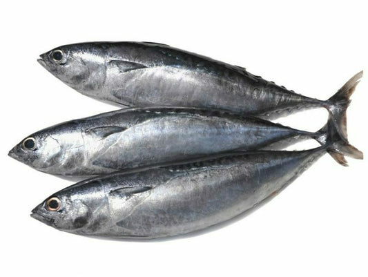 Frozen Tulingan Fish (Bullet Tuna) 1kg